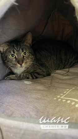 Честер ищет дом Москва - изображение 3