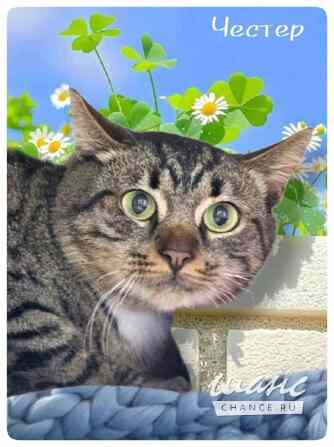 Честер ищет дом Москва - изображение 1