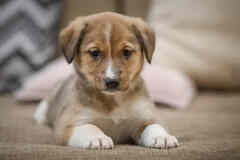 Маленькие щенки ищут дом