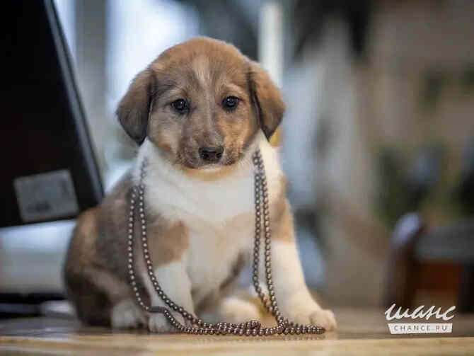 Маленькие щенки ищут дом Санкт-Петербург - изображение 3