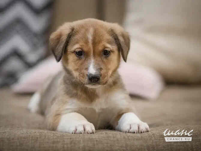 Маленькие щенки ищут дом Санкт-Петербург - изображение 1