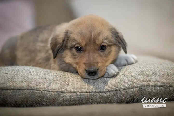 Маленькие щенки ищут дом Санкт-Петербург - изображение 2
