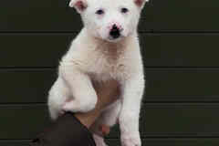 Очаровательные щенки мечтают обрести любящую семью