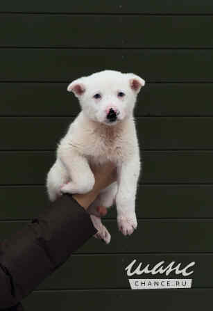 Очаровательные щенки мечтают обрести любящую семью Санкт-Петербург - изображение 1