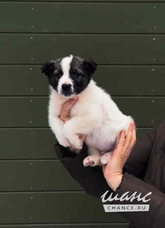 Очаровательные щенки мечтают обрести любящую семью Санкт-Петербург - изображение 2