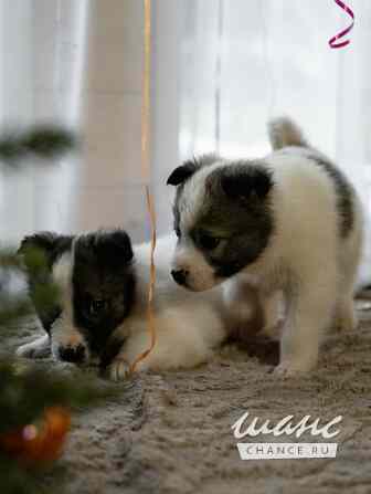 Очаровательные щенки мечтают обрести любящую семью Санкт-Петербург - изображение 6