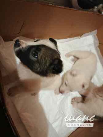 Очаровательные щенки мечтают обрести любящую семью Санкт-Петербург - изображение 5