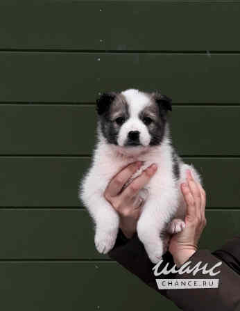 Очаровательные щенки мечтают обрести любящую семью Санкт-Петербург - изображение 3