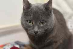 Ищу дом кошечке, похожую на русскую голубую