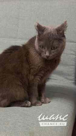 Ищу дом кошечке, похожую на русскую голубую Санкт-Петербург - изображение 3