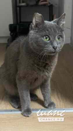 Ищу дом кошечке, похожую на русскую голубую Санкт-Петербург - изображение 2
