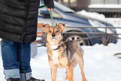 Очень трогательная собачка