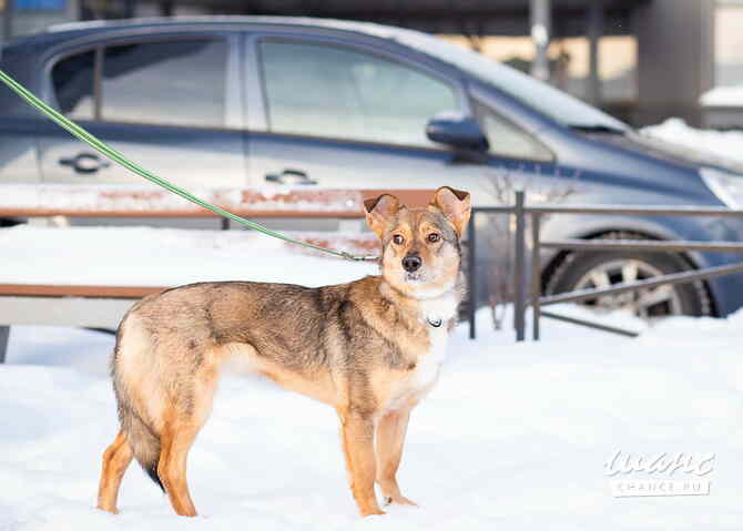 Очень трогательная собачка Санкт-Петербург - изображение 3