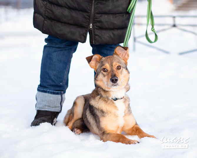 Очень трогательная собачка Санкт-Петербург - изображение 9