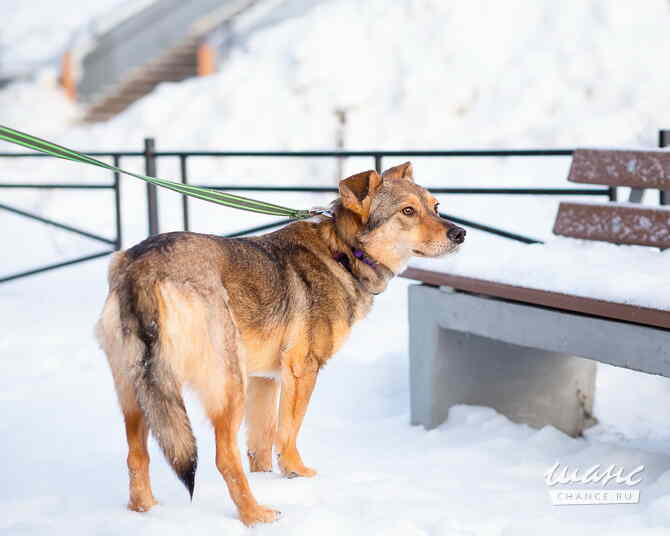 Очень трогательная собачка Санкт-Петербург - изображение 8