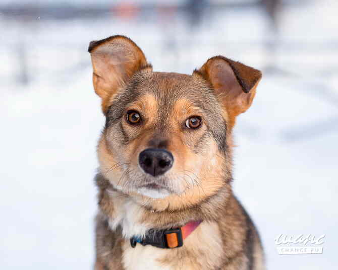 Очень трогательная собачка Санкт-Петербург - изображение 6