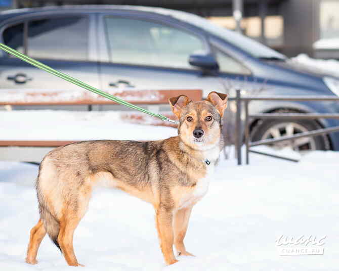 Очень трогательная собачка Санкт-Петербург - изображение 4