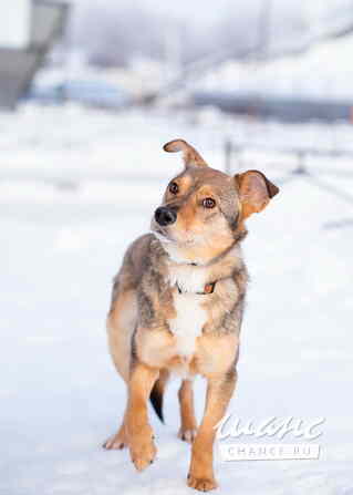 Очень трогательная собачка Санкт-Петербург - изображение 5