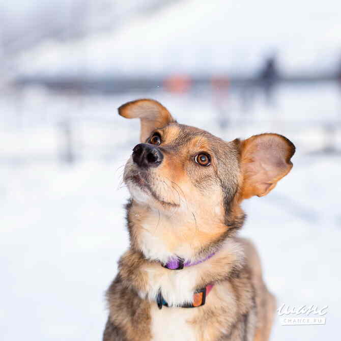 Очень трогательная собачка Санкт-Петербург - изображение 7