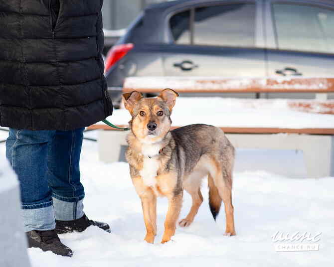 Очень трогательная собачка Санкт-Петербург - изображение 2