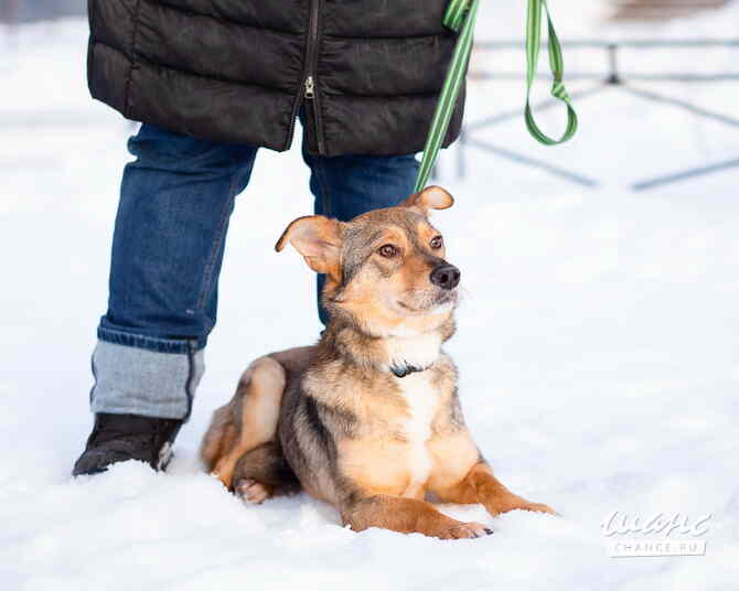 Очень трогательная собачка Санкт-Петербург - изображение 10