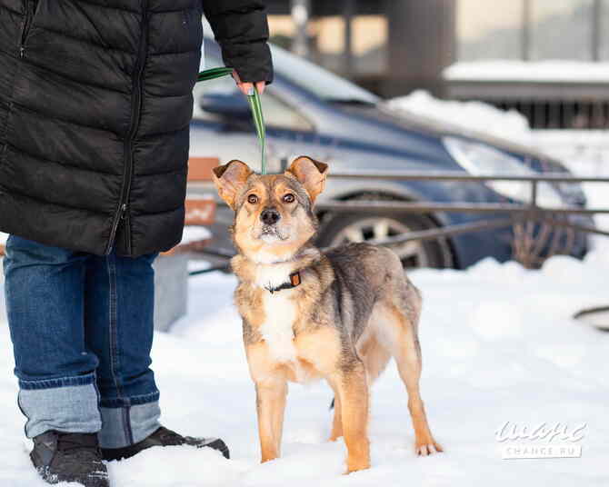 Очень трогательная собачка Санкт-Петербург - изображение 1