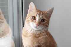 Котёнок Вишенка