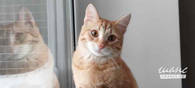 Котёнок Вишенка Королев - изображение 1