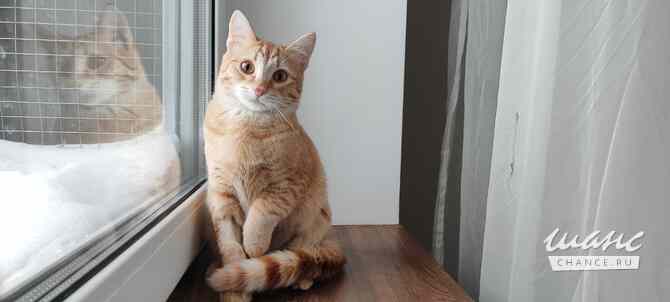 Котёнок Вишенка Королев - изображение 2