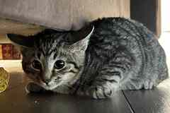 Трое замечательных котят и мама-кошка в добрые руки