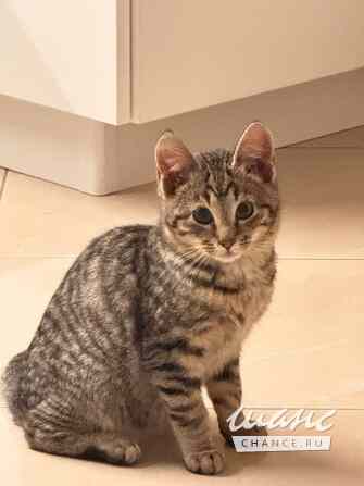 Трое замечательных котят и мама-кошка в добрые руки Санкт-Петербург - изображение 4