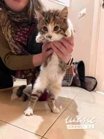 Трое замечательных котят и мама-кошка в добрые руки Санкт-Петербург - изображение 3