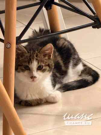 Трое замечательных котят и мама-кошка в добрые руки Санкт-Петербург - изображение 2