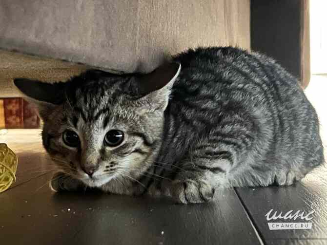 Трое замечательных котят и мама-кошка в добрые руки Санкт-Петербург - изображение 1