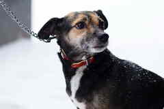 Маленькая хрупкая собачка ищет дом