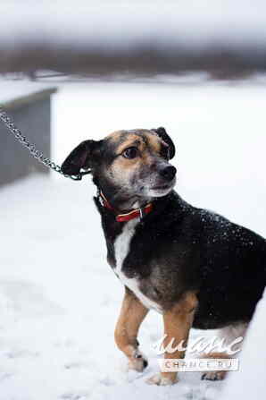 Маленькая хрупкая собачка ищет дом Санкт-Петербург - изображение 1