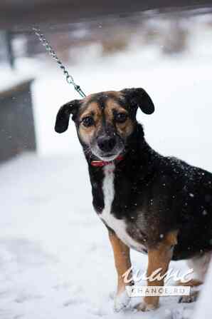 Маленькая хрупкая собачка ищет дом Санкт-Петербург - изображение 2