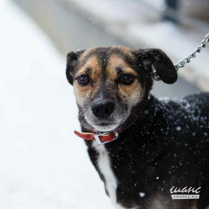 Маленькая хрупкая собачка ищет дом Санкт-Петербург - изображение 4