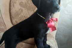 Чудесный умный щенок ищет дом