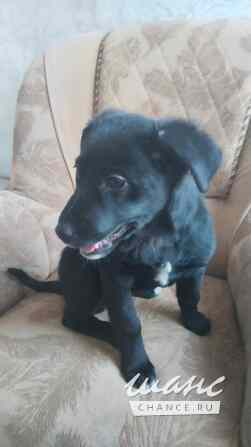 Чудесный умный щенок ищет дом Санкт-Петербург - изображение 9