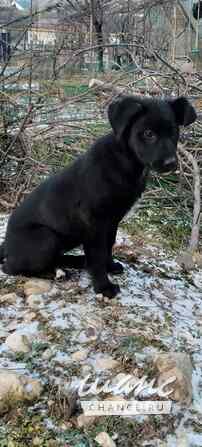 Чудесный умный щенок ищет дом Санкт-Петербург - изображение 5