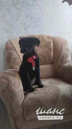 Чудесный умный щенок ищет дом Санкт-Петербург - изображение 2