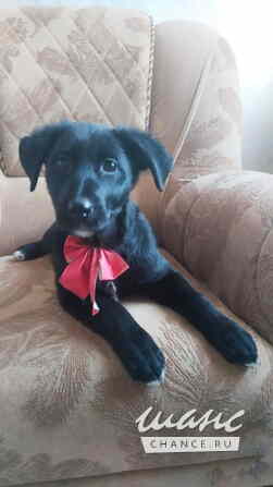 Чудесный умный щенок ищет дом Санкт-Петербург - изображение 6