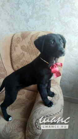 Чудесный умный щенок ищет дом Санкт-Петербург - изображение 1