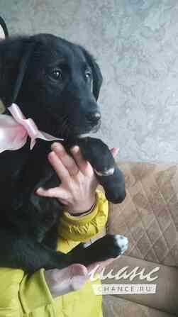Чудесный умный щенок ищет дом Санкт-Петербург - изображение 3