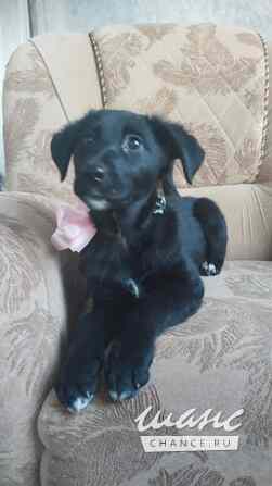 Чудесный умный щенок ищет дом Санкт-Петербург - изображение 10