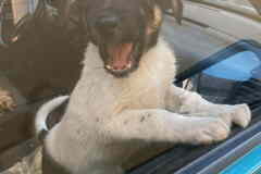 Весёлый, симпатичный щенок мальчик ищет дом