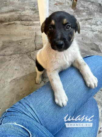 Весёлый, симпатичный щенок мальчик ищет дом Санкт-Петербург - изображение 9