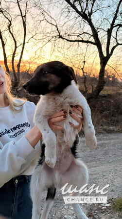 Весёлый, симпатичный щенок мальчик ищет дом Санкт-Петербург - изображение 8