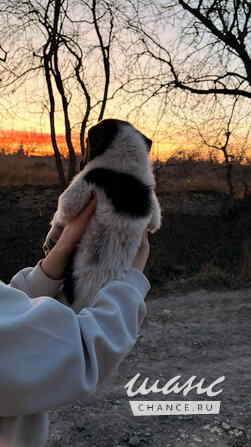 Весёлый, симпатичный щенок мальчик ищет дом Санкт-Петербург - изображение 5